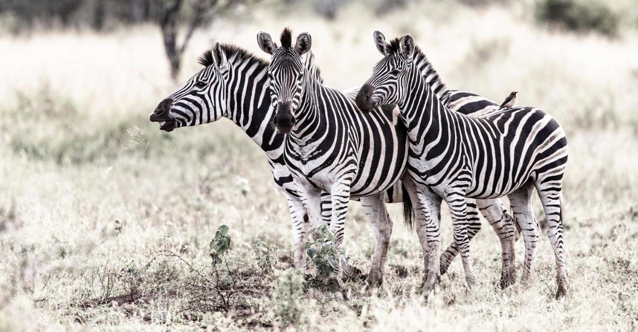Rhino Sands Safari Camp Manyoni Private Game Reserve Exterior foto